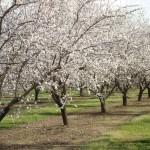 Almond orchards a-flowering
